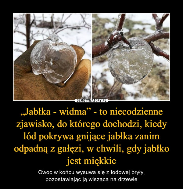 „Jabłka - widma” - to niecodzienne zjawisko, do którego dochodzi, kiedy
lód pokrywa gnijące jabłka zanim odpadną z gałęzi, w chwili, gdy jabłko jest miękkie