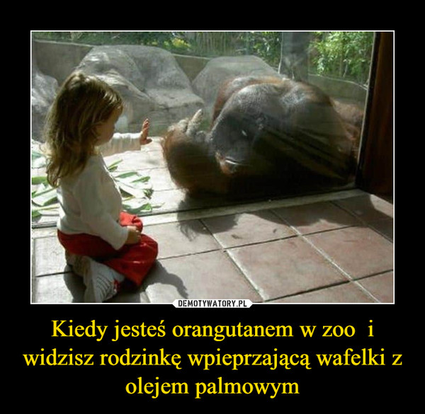 Kiedy jesteś orangutanem w zoo  i widzisz rodzinkę wpieprzającą wafelki z olejem palmowym –  