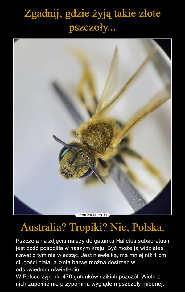 Zgadnij, gdzie żyją takie złote pszczoły... Australia? Tropiki? Nie, Polska.