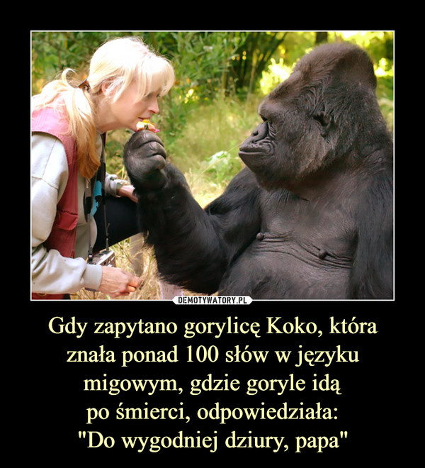 Gdy zapytano gorylicę Koko, któraznała ponad 100 słów w języku migowym, gdzie goryle idąpo śmierci, odpowiedziała:"Do wygodniej dziury, papa" –  
