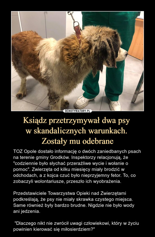 Ksiądz przetrzymywał dwa psy w skandalicznych warunkach. Zostały mu odebrane – TOZ Opole dostało informację o dwóch zaniedbanych psach na terenie gminy Grodków. Inspektorzy relacjonują, że "codziennie było słychać przeraźliwe wycie i wołanie o pomoc". Zwierzęta od kilku miesięcy miały brodzić w odchodach, a z kojca czuć było nieprzyjemny fetor. To, co zobaczyli wolontariusze, przeszło ich wyobrażenia.Przedstawiciele Towarzystwa Opieki nad Zwierzętami podkreślają, że psy nie miały skrawka czystego miejsca. Same również były bardzo brudne. Nigdzie nie było wody ani jedzenia. "Dlaczego nikt nie zwrócił uwagi człowiekowi, który w życiu powinien kierować się miłosierdziem?" 