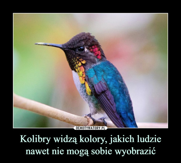 Kolibry widzą kolory, jakich ludzie nawet nie mogą sobie wyobrazić –  