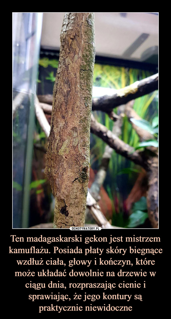Ten madagaskarski gekon jest mistrzem kamuflażu. Posiada płaty skóry biegnące wzdłuż ciała, głowy i kończyn, które może układać dowolnie na drzewie w ciągu dnia, rozpraszając cienie i sprawiając, że jego kontury są praktycznie niewidoczne –  