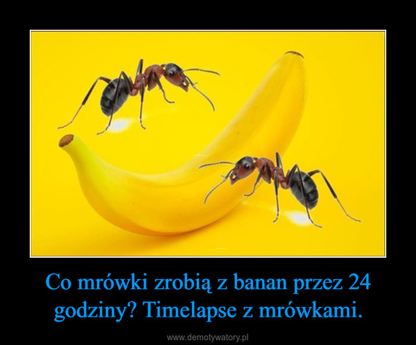 Co mrówki zrobią z banan przez 24 godziny? Timelapse z mrówkami. –  