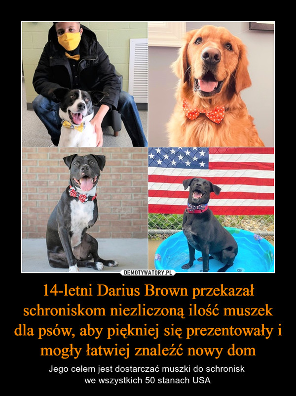 14-letni Darius Brown przekazał schroniskom niezliczoną ilość muszek dla psów, aby piękniej się prezentowały i mogły łatwiej znaleźć nowy dom