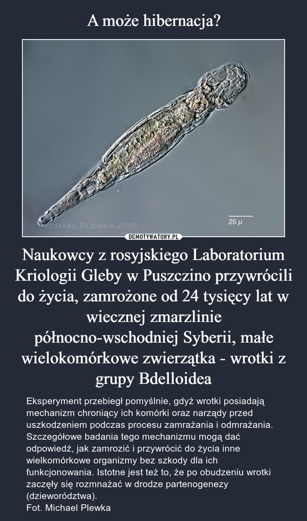 A może hibernacja? Naukowcy z rosyjskiego Laboratorium Kriologii Gleby w Puszczino przywrócili do życia, zamrożone od 24 tysięcy lat w wiecznej zmarzlinie północno-wschodniej Syberii, małe wielokomórkowe zwierzątka - wrotki z grupy Bdelloidea