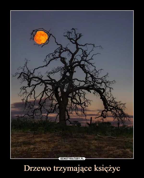 Drzewo trzymające księżyc –  