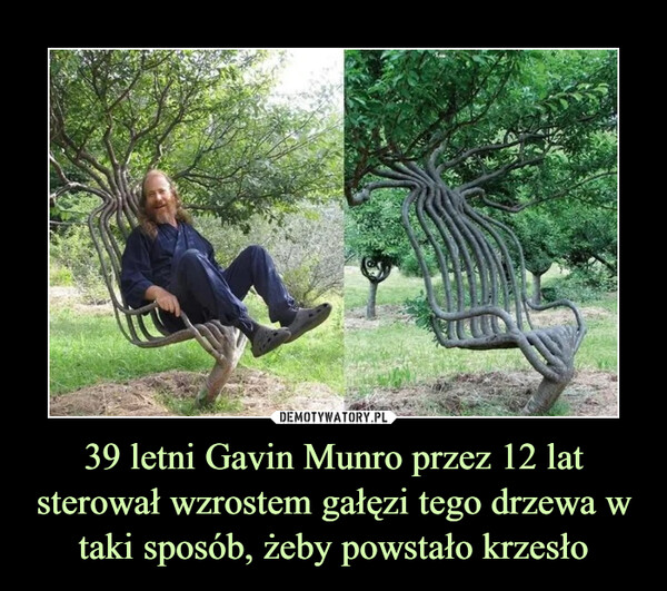 39 letni Gavin Munro przez 12 lat sterował wzrostem gałęzi tego drzewa w taki sposób, żeby powstało krzesło