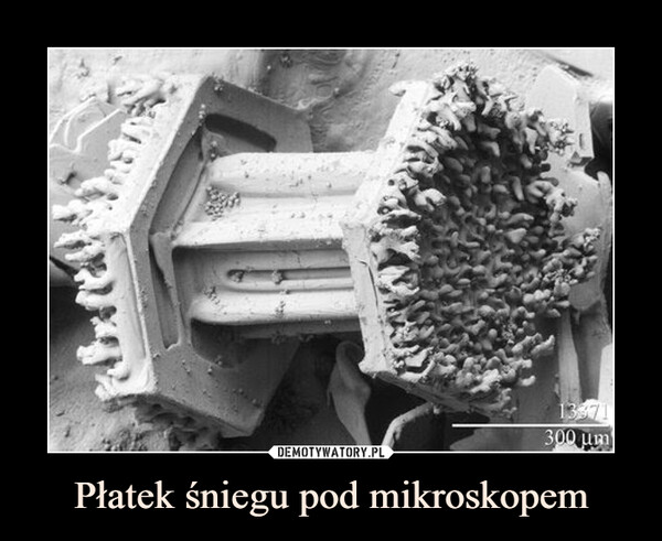 Płatek śniegu pod mikroskopem