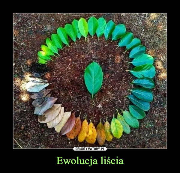 Ewolucja liścia