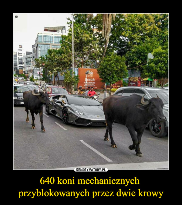 640 koni mechanicznych przyblokowanych przez dwie krowy –  