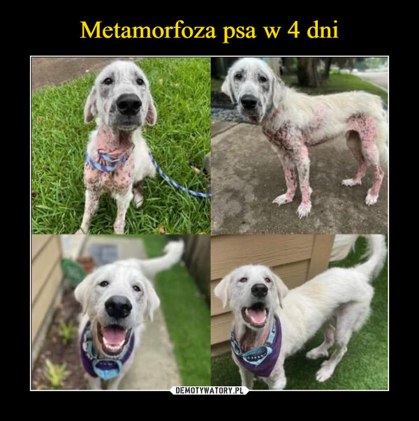Metamorfoza psa w 4 dni