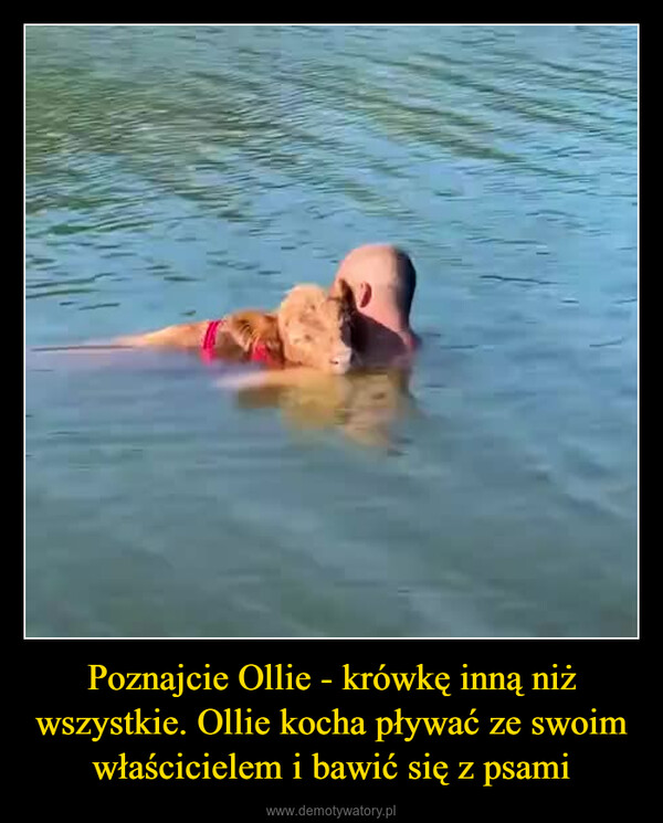 Poznajcie Ollie - krówkę inną niż wszystkie. Ollie kocha pływać ze swoim właścicielem i bawić się z psami –  