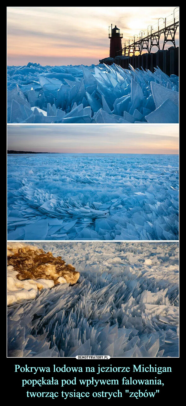 Pokrywa lodowa na jeziorze Michigan popękała pod wpływem falowania, tworząc tysiące ostrych "zębów" –  
