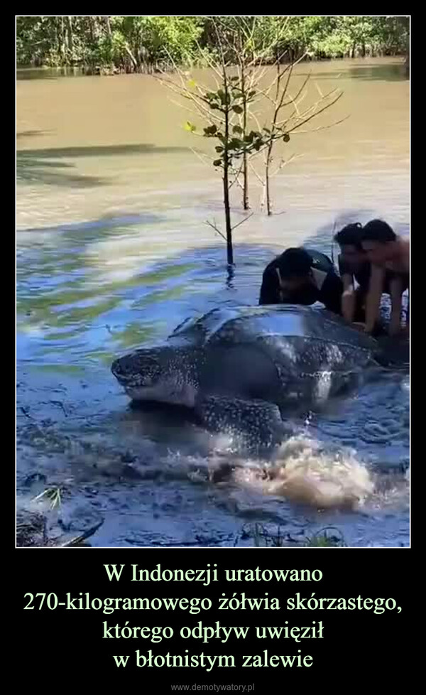 W Indonezji uratowano 270-kilogramowego żółwia skórzastego, którego odpływ uwięziłw błotnistym zalewie –  