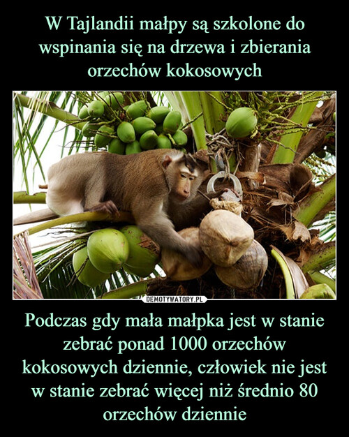 W Tajlandii małpy są szkolone do wspinania się na drzewa i zbierania orzechów kokosowych Podczas gdy mała małpka jest w stanie zebrać ponad 1000 orzechów kokosowych dziennie, człowiek nie jest w stanie zebrać więcej niż średnio 80 orzechów dziennie