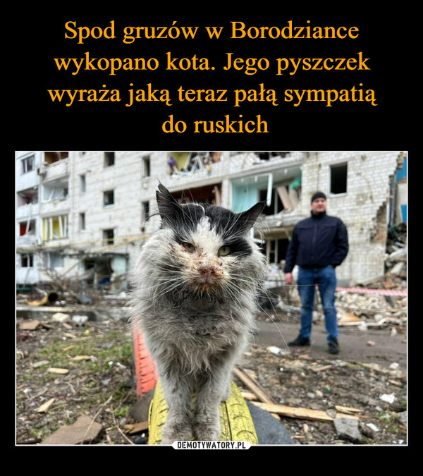 Spod gruzów w Borodziance wykopano kota. Jego pyszczek wyraża jaką teraz pałą sympatią
 do ruskich