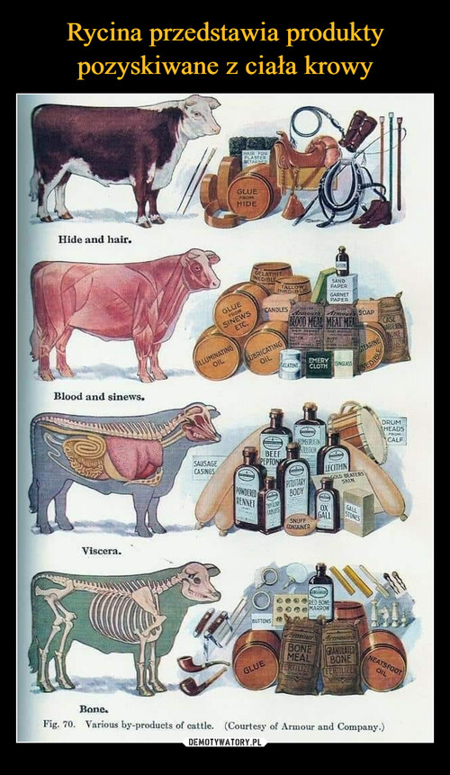 Rycina przedstawia produkty pozyskiwane z ciała krowy