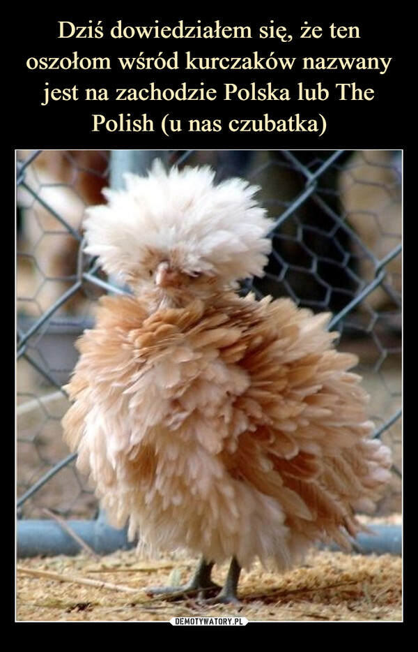 Dziś dowiedziałem się, że ten oszołom wśród kurczaków nazwany jest na zachodzie Polska lub The Polish (u nas czubatka)