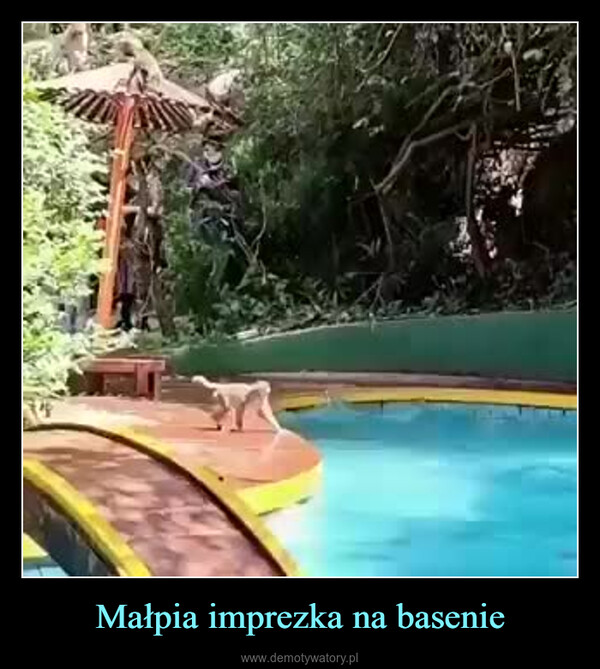 Małpia imprezka na basenie –  