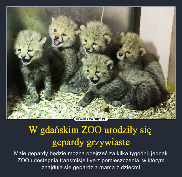W gdańskim ZOO urodziły się gepardy grzywiaste – Małe gepardy będzie można obejrzeć za kilka tygodni, jednak ZOO udostępnia transmisję live z pomieszczenia, w którym znajduje się gepardzia mama z dziećmi 