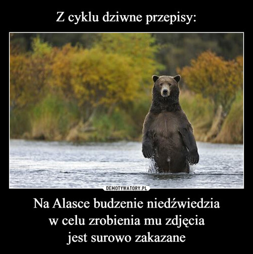 Z cyklu dziwne przepisy: Na Alasce budzenie niedźwiedzia
w celu zrobienia mu zdjęcia
jest surowo zakazane