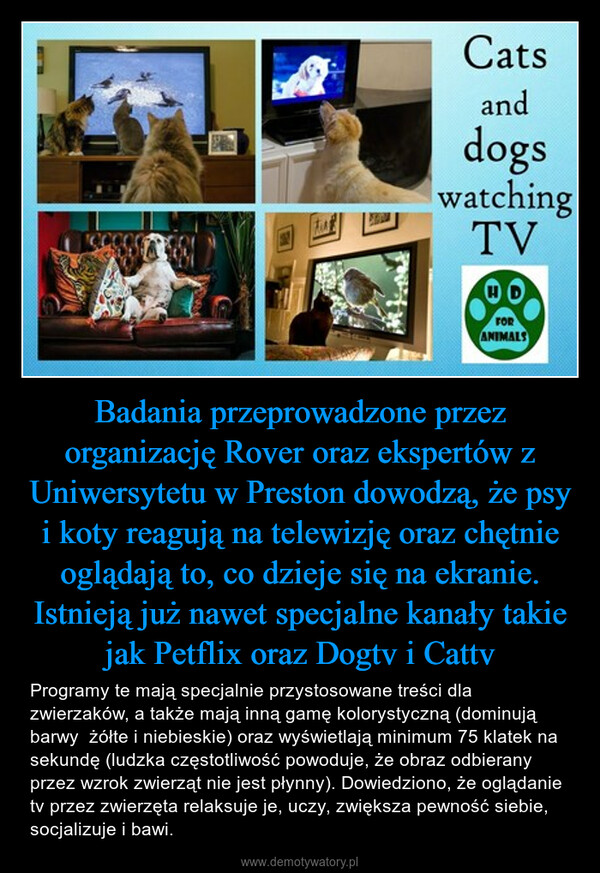 Badania przeprowadzone przez organizację Rover oraz ekspertów z Uniwersytetu w Preston dowodzą, że psy i koty reagują na telewizję oraz chętnie oglądają to, co dzieje się na ekranie. Istnieją już nawet specjalne kanały takie jak Petflix oraz Dogtv i Cattv – Programy te mają specjalnie przystosowane treści dla zwierzaków, a także mają inną gamę kolorystyczną (dominują barwy  żółte i niebieskie) oraz wyświetlają minimum 75 klatek na sekundę (ludzka częstotliwość powoduje, że obraz odbierany przez wzrok zwierząt nie jest płynny). Dowiedziono, że oglądanie tv przez zwierzęta relaksuje je, uczy, zwiększa pewność siebie, socjalizuje i bawi. 