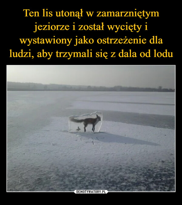 Ten lis utonął w zamarzniętym jeziorze i został wycięty i wystawiony jako ostrzeżenie dla ludzi, aby trzymali się z dala od lodu