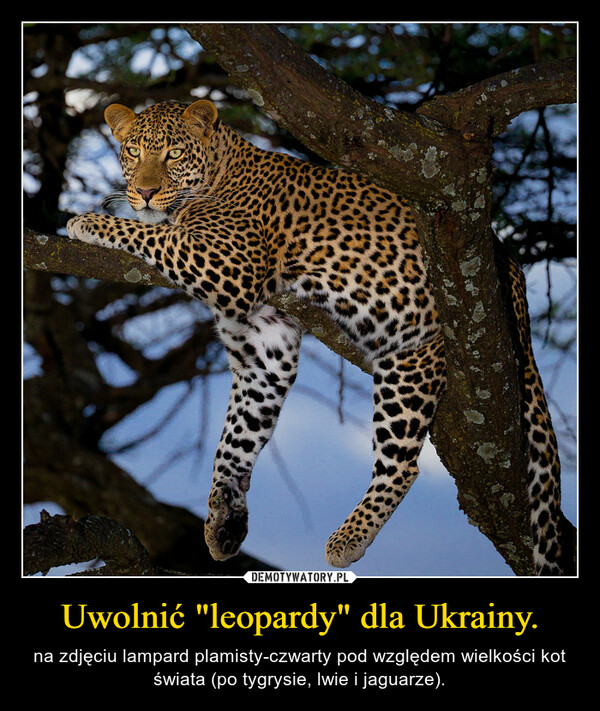 Uwolnić "leopardy" dla Ukrainy.