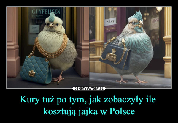 Kury tuż po tym, jak zobaczyły ile kosztują jajka w Polsce –  