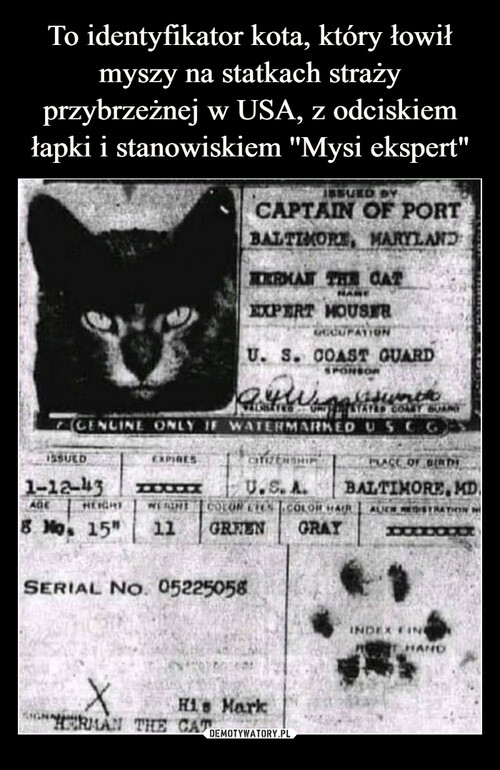To identyfikator kota, który łowił myszy na statkach straży przybrzeżnej w USA, z odciskiem łapki i stanowiskiem ''Mysi ekspert"