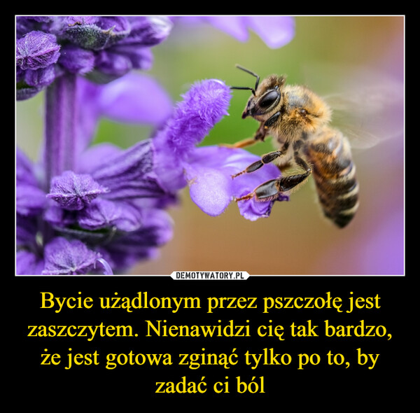 Bycie użądlonym przez pszczołę jest zaszczytem. Nienawidzi cię tak bardzo, że jest gotowa zginąć tylko po to, by zadać ci ból –  