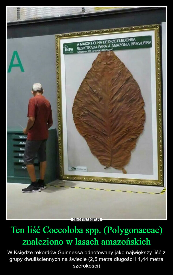Ten liść Coccoloba spp. (Polygonaceae) znaleziono w lasach amazońskich – W Księdze rekordów Guinnessa odnotowany jako największy liść z grupy dwuliściennych na świecie (2,5 metra długości i 1,44 metra szerokości) ACastantAndirGuarSerinSumAça102A MAIOR FOLHA DE DICOTILEDONEAINPA REGISTRADA PARA A AMAZONIA BRASILEIRACOCOLOBA SPP NOV (POLYGONACEAE)WALIO