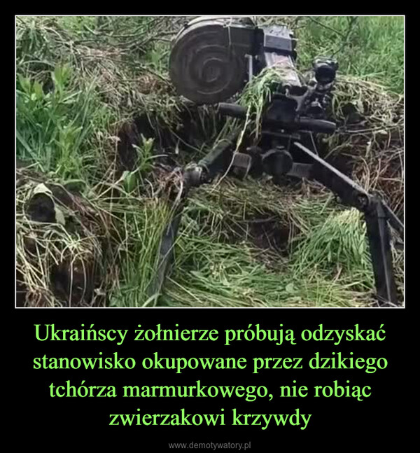 Ukraińscy żołnierze próbują odzyskać stanowisko okupowane przez dzikiego tchórza marmurkowego, nie robiąc zwierzakowi krzywdy –  19