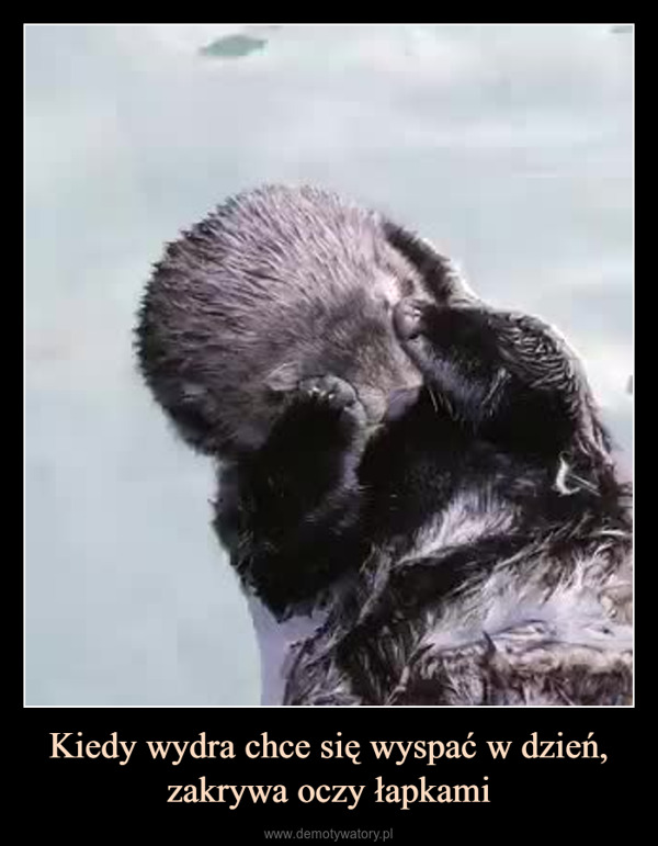 Kiedy wydra chce się wyspać w dzień, zakrywa oczy łapkami –  