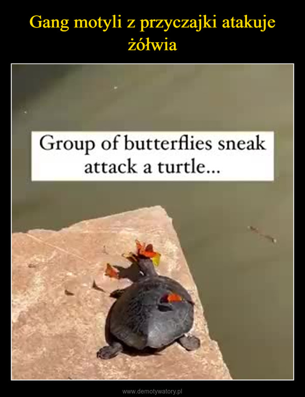  –  Group of butterflies sneakattack a turtle...