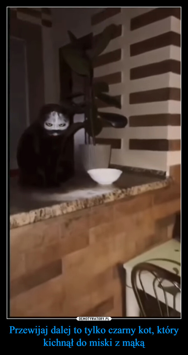 Przewijaj dalej to tylko czarny kot, który kichnął do miski z mąką –  SEZATEN ARKACK