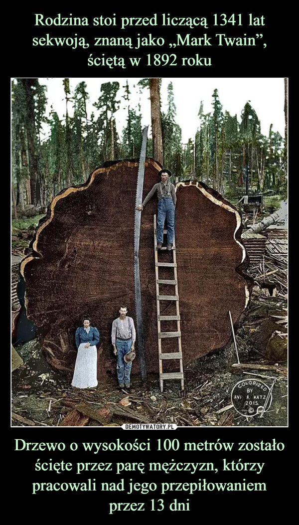 Drzewo o wysokości 100 metrów zostało ścięte przez parę mężczyzn, którzy pracowali nad jego przepiłowaniem przez 13 dni –  COLORIZEDBYAV A. KATZ,2015