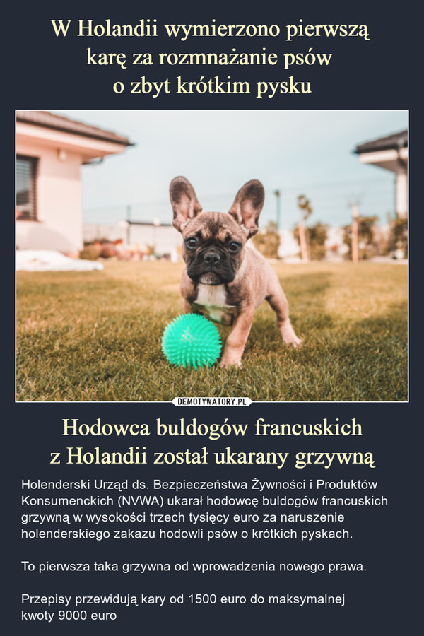 W Holandii wymierzono pierwszą 
karę za rozmnażanie psów 
o zbyt krótkim pysku Hodowca buldogów francuskich
z Holandii został ukarany grzywną