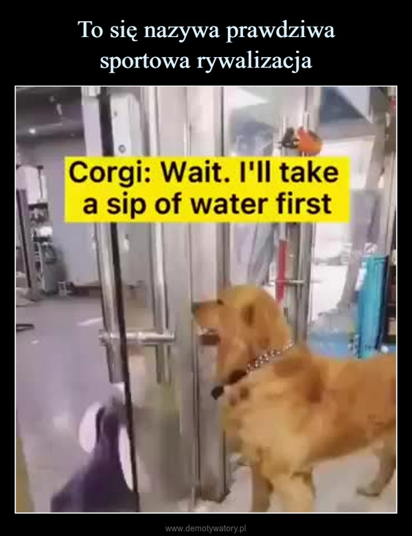  –  Corgi: Wait. I'll takea sip of water firstWAL