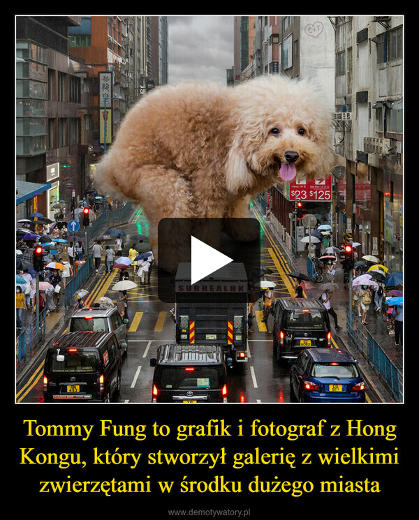 Tommy Fung to grafik i fotograf z Hong Kongu, który stworzył galerię z wielkimi zwierzętami w środku dużego miasta