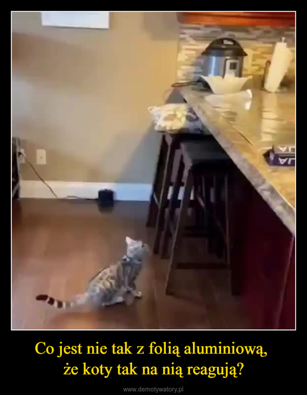 Co jest nie tak z folią aluminiową, że koty tak na nią reagują? –  LJIJAJA