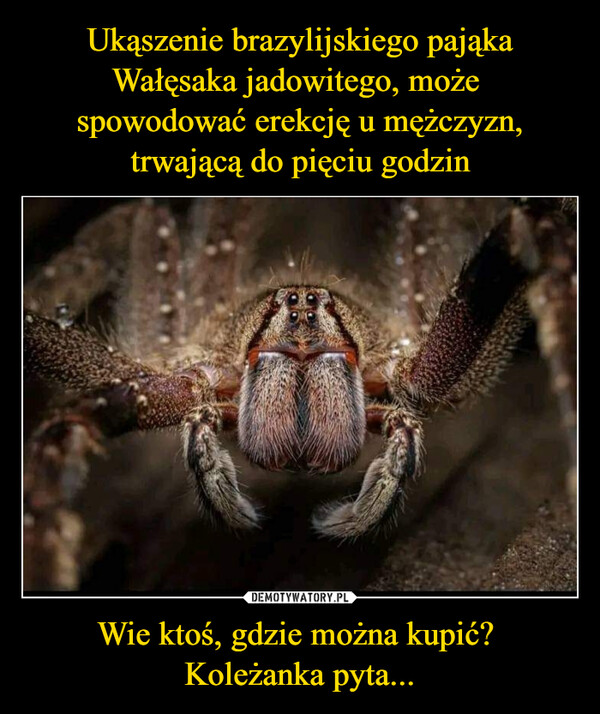 Ukąszenie brazylijskiego pająka Wałęsaka jadowitego, może 
spowodować erekcję u mężczyzn, trwającą do pięciu godzin Wie ktoś, gdzie można kupić? 
Koleżanka pyta...